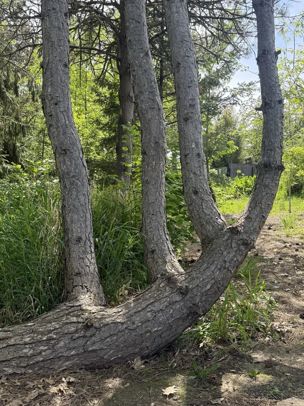 Forked Trunk