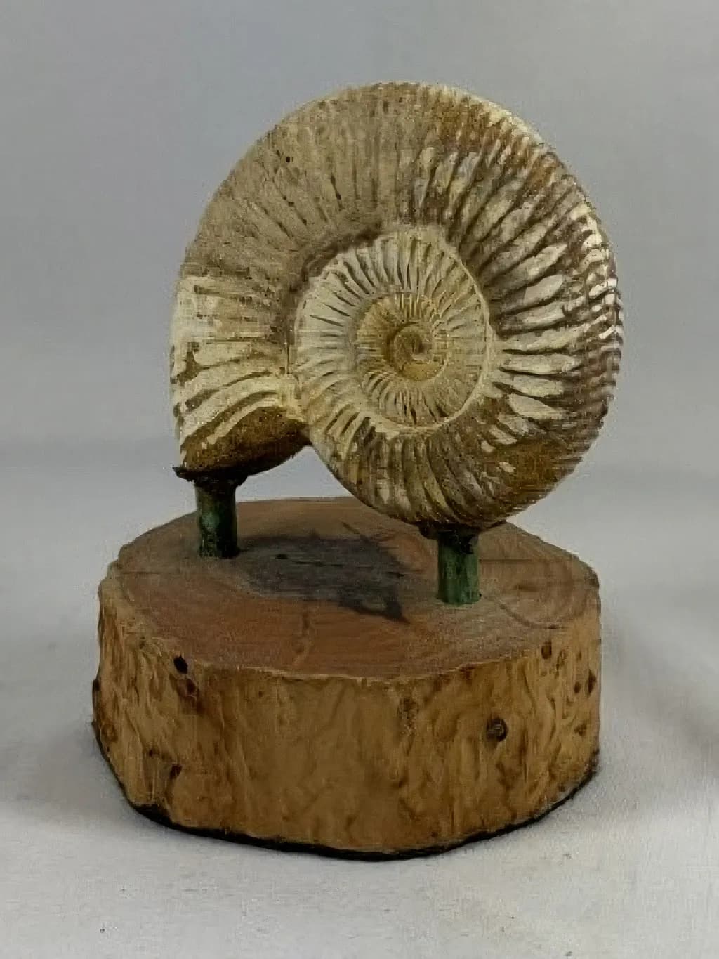 Ammonite Spiral Fossil