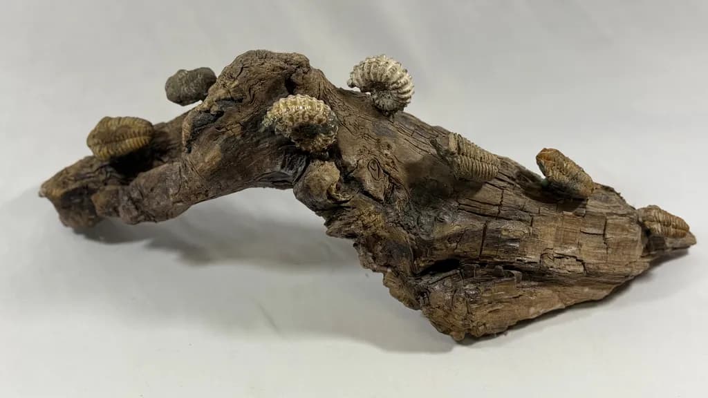Fossilized Ammonites & Trilobites on Driftwood