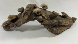 Fossilized Ammonites & Trilobites on Driftwood