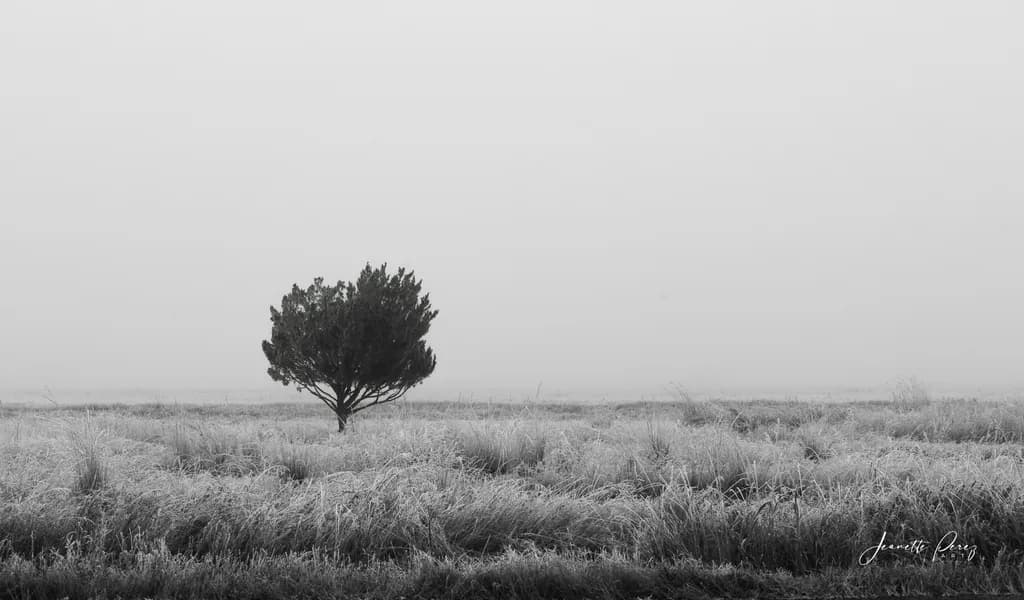 Whispers of Solitude: A Lone Tree in the Misty Landscape