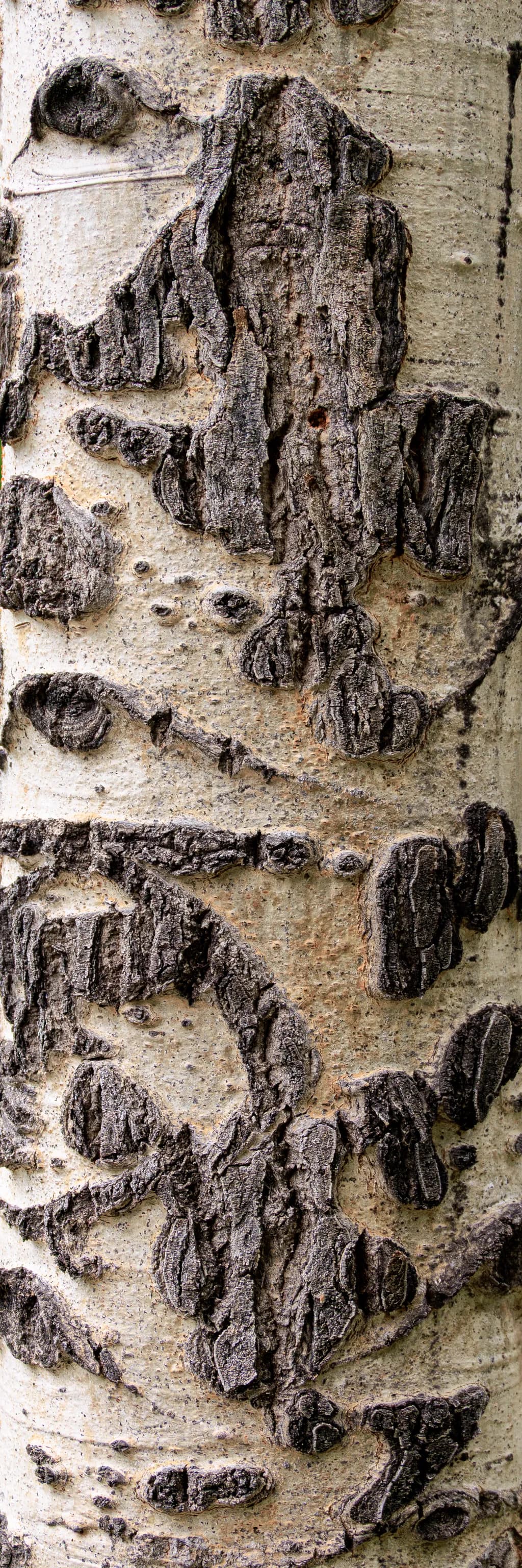 Vertical Wilderness