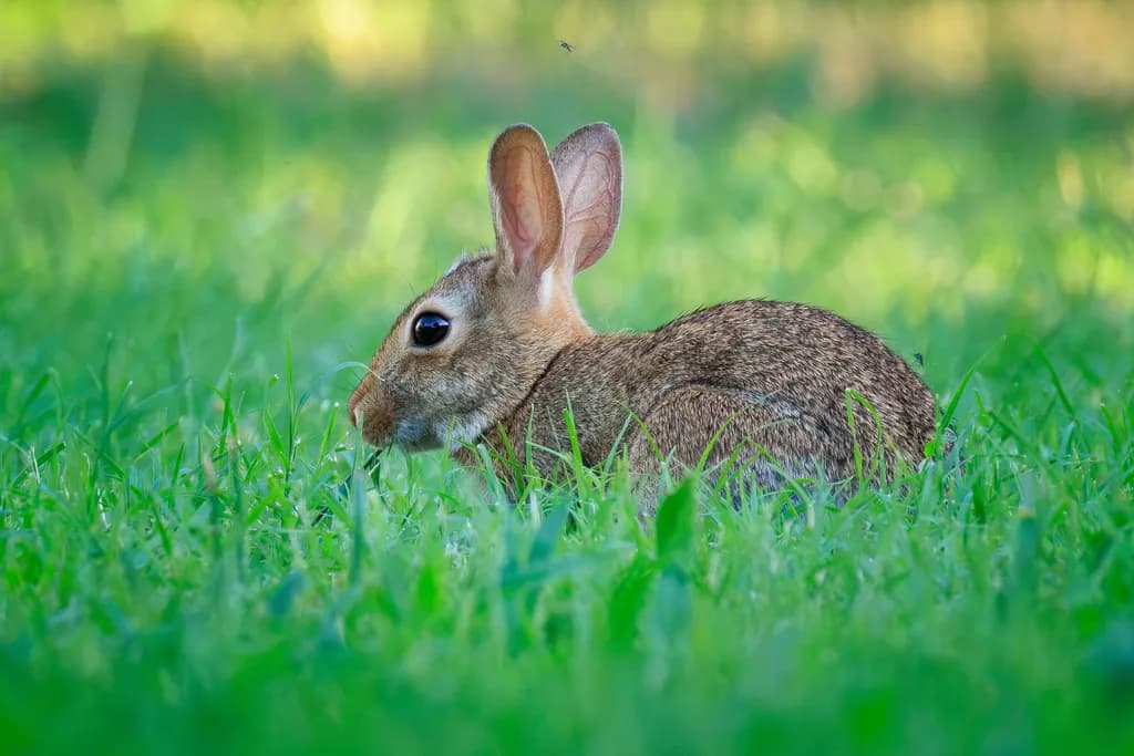 Curious Bunny in Grass