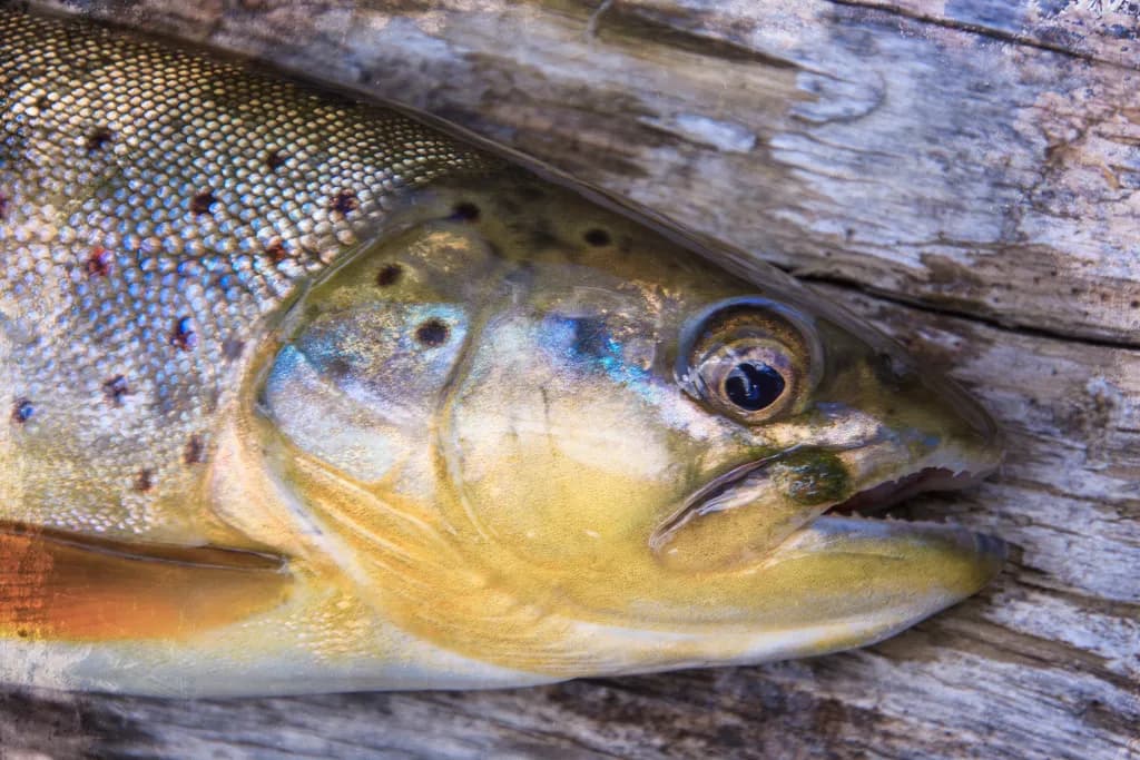 River Jewel