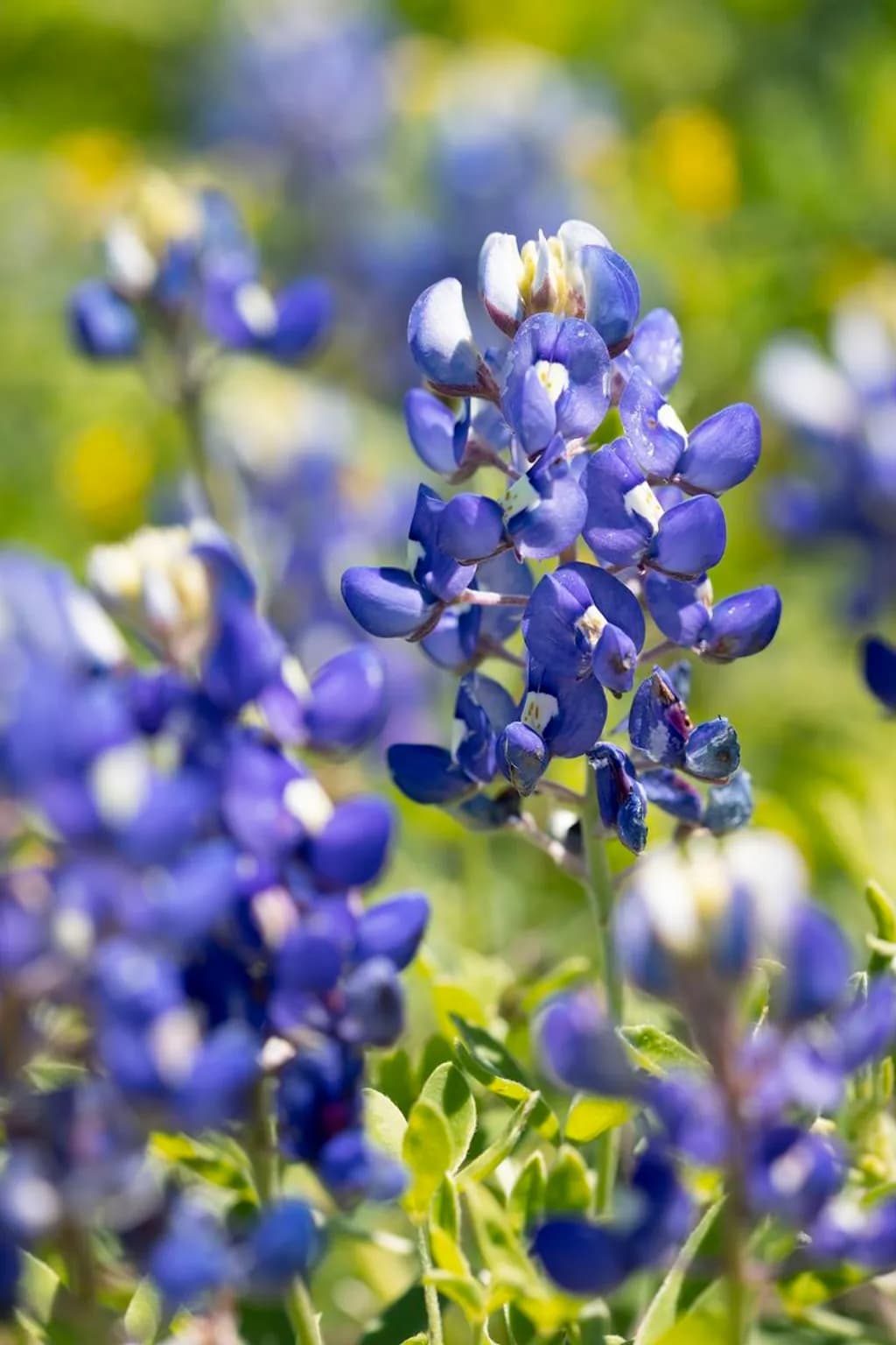Texas Bluebonnet Cluster
