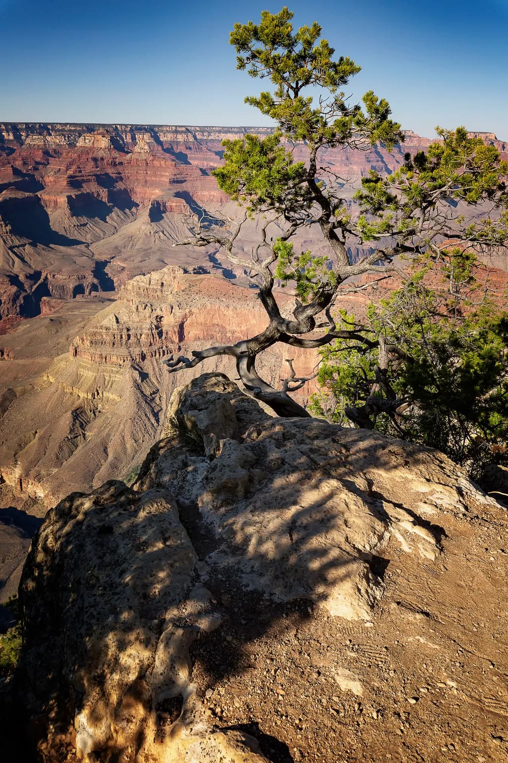 Lone Tree Over Grand Canyon