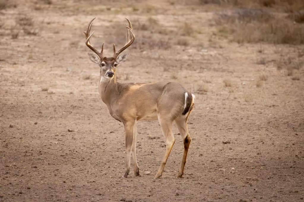 10 Point Whitetail Buck