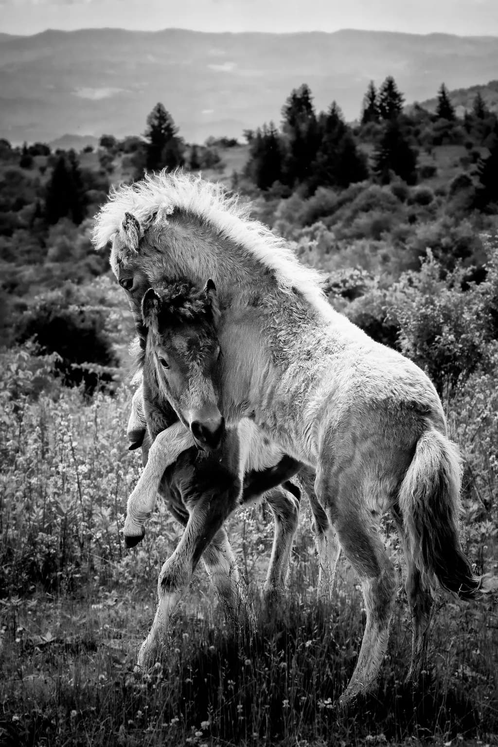 Horseplay