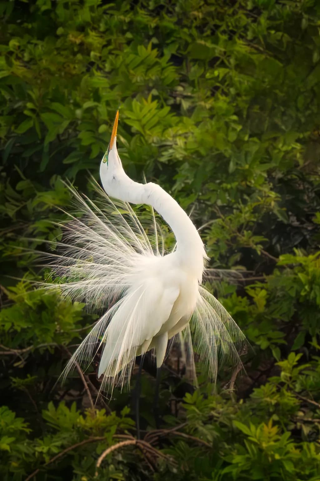 Preening Egret