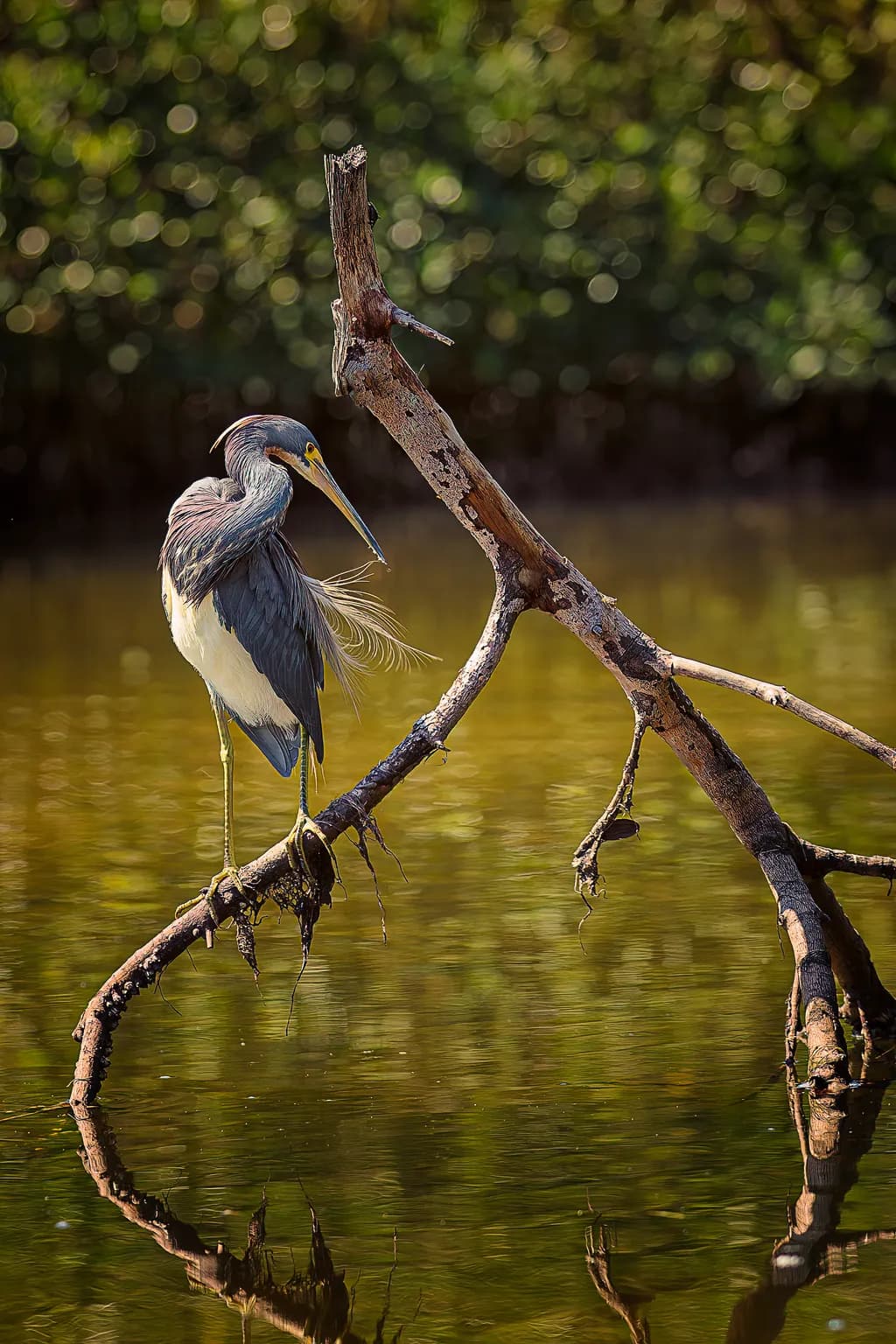 Tricolored Heron Reflection