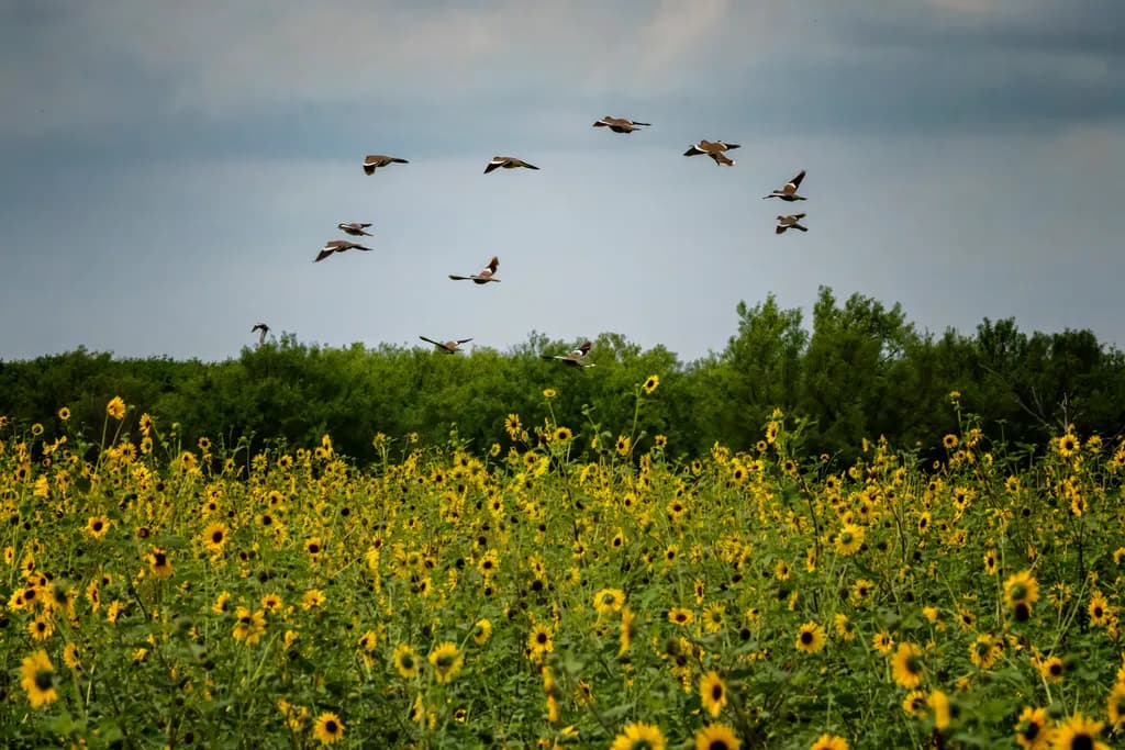 Dove in Sunflower Dreams
