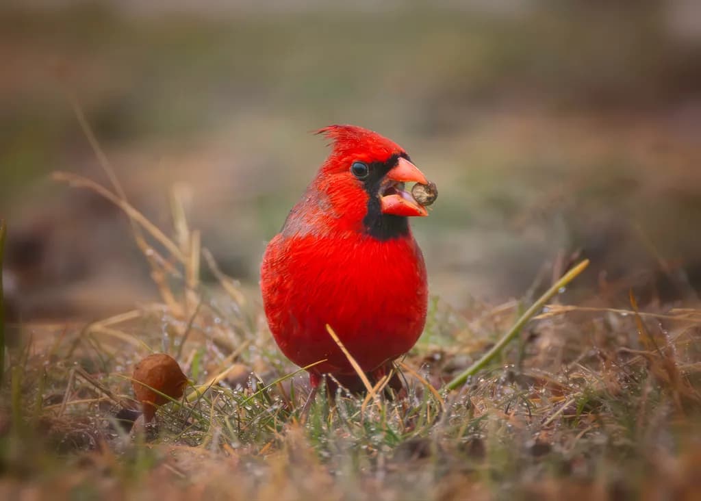 Scarlet Pause- A Cardinal's Rainy Day