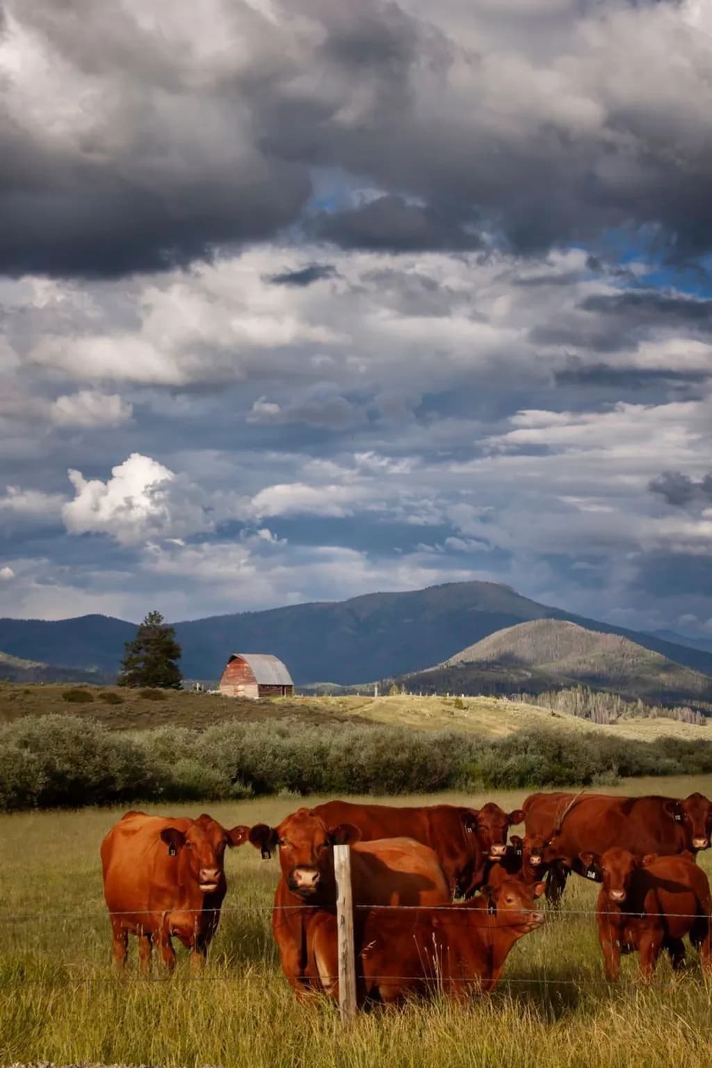 Steamboat Lake Cattle