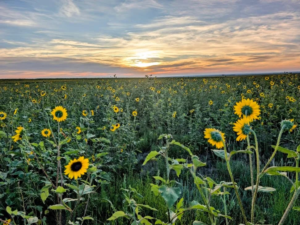 Golden Horizon: A Sunflower Symphony at Dusk