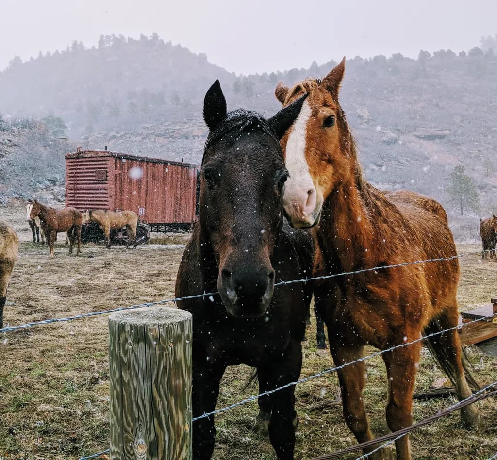 Whispers of Winter: Two Horses Embrace in a Snowy Landscape