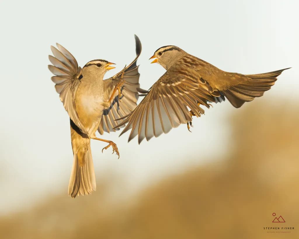 Dancing in the Sky: A Playful Encounter Between Feathered Friends