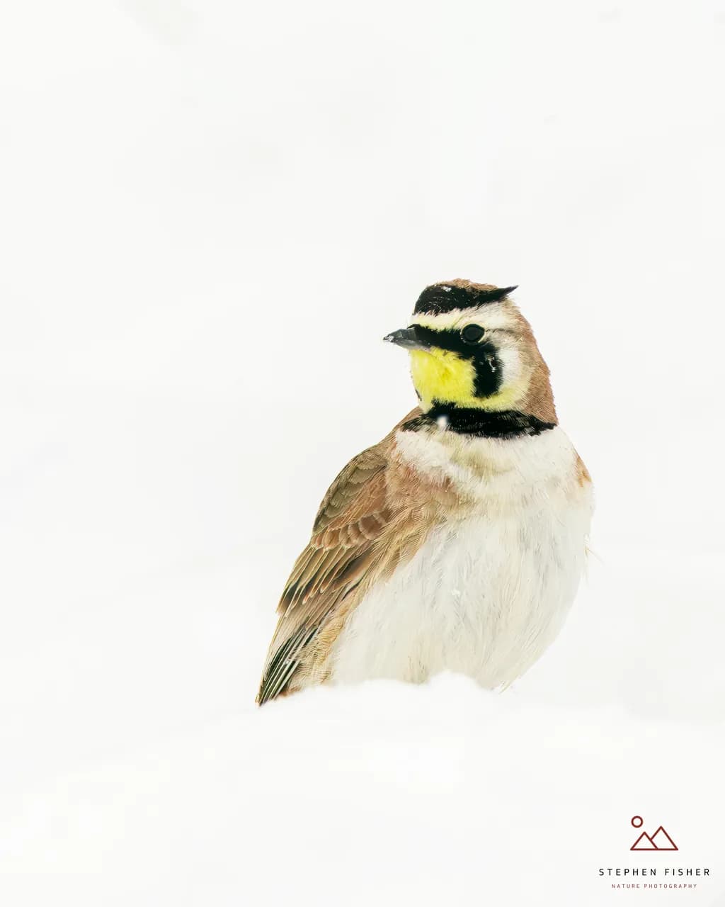 Snowy Serenade