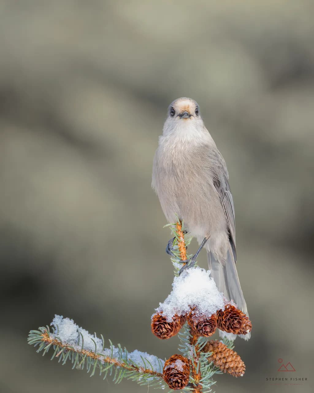 Snowy Perch