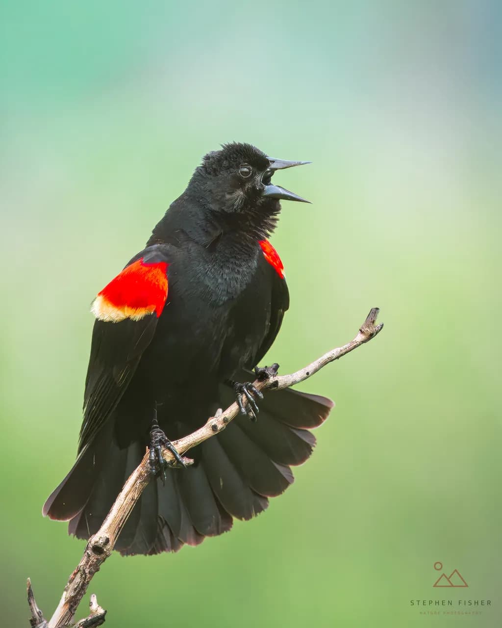 Red-Winged Call