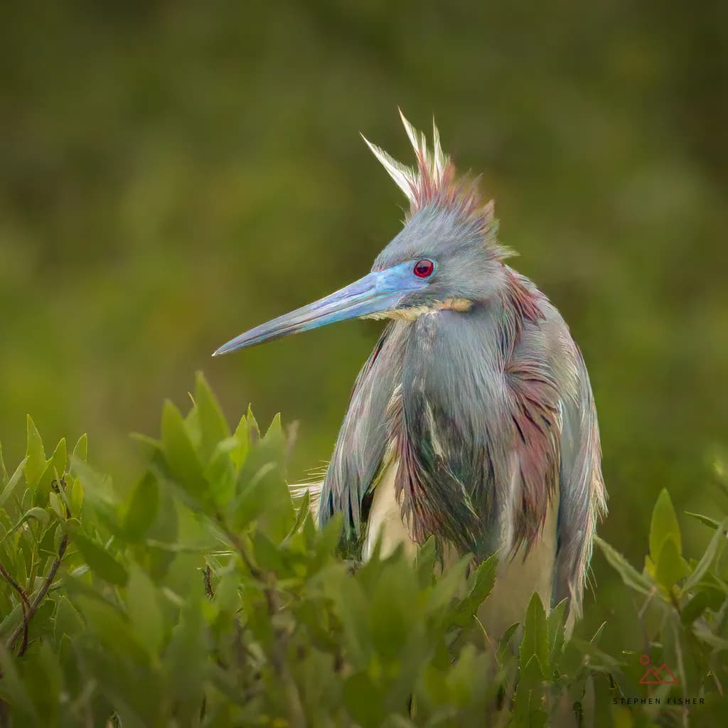 Feathered Grace