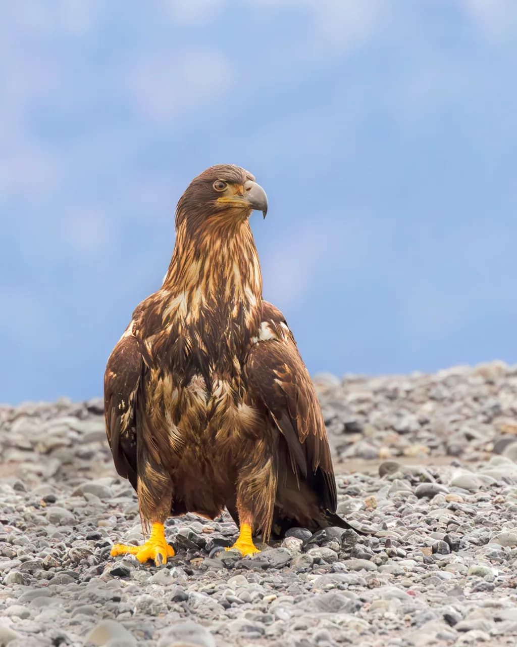Juvenile Bald Eagle