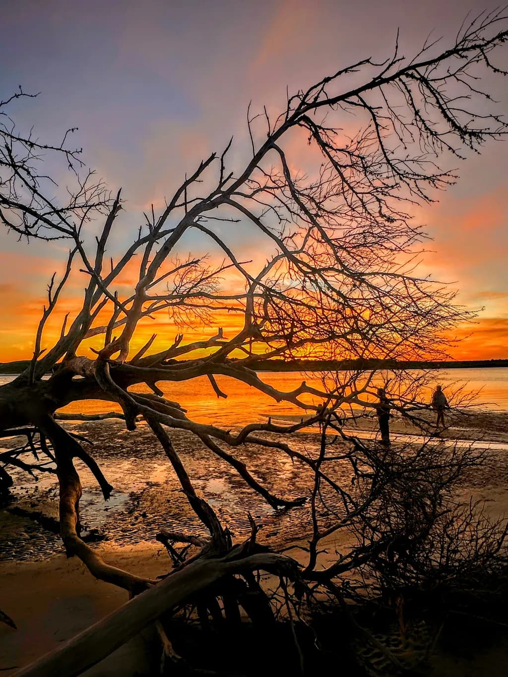 Whispers of Twilight: A Serene Sunset Through Twisted Branches