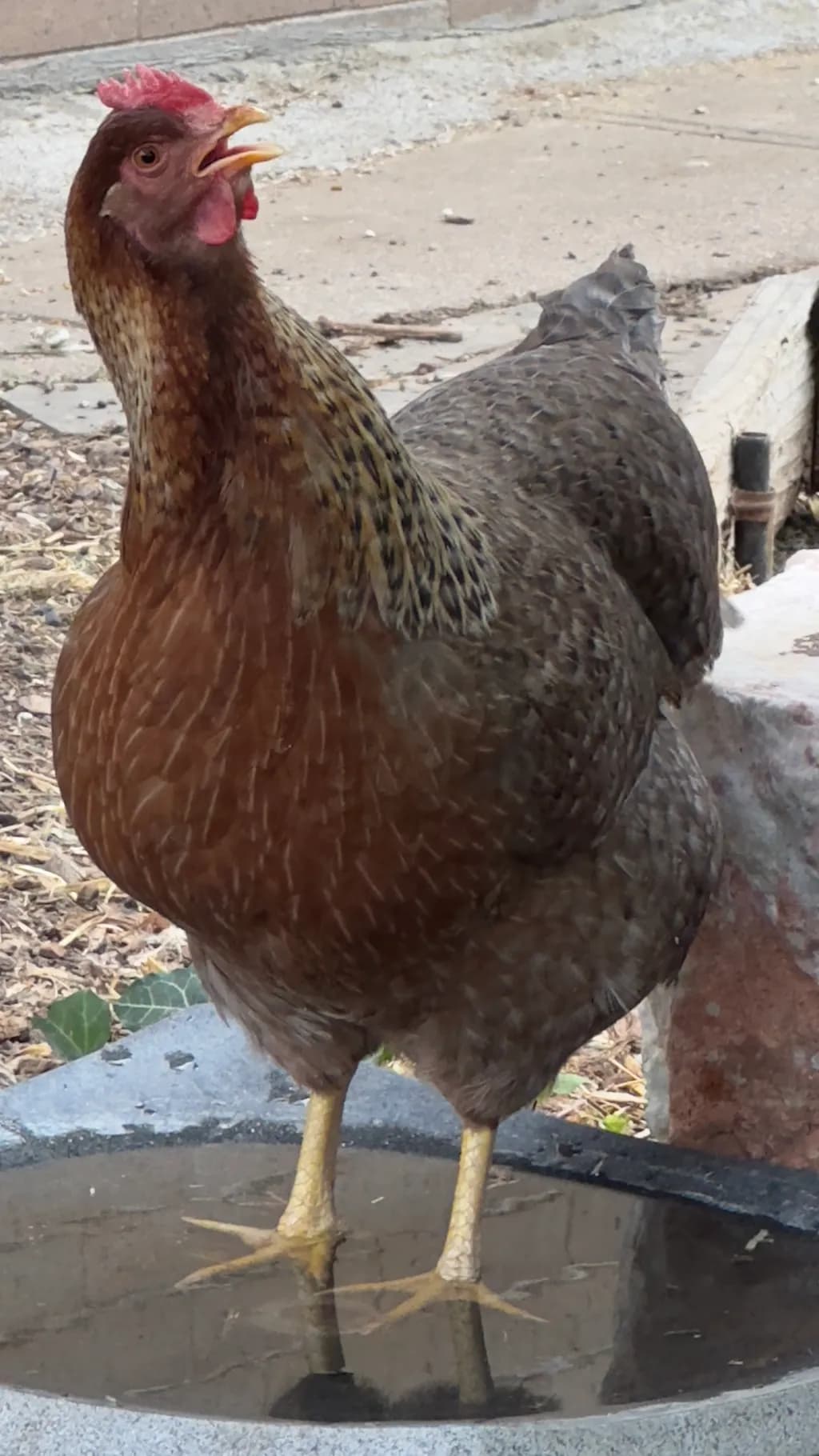 Curious Hen Reflection