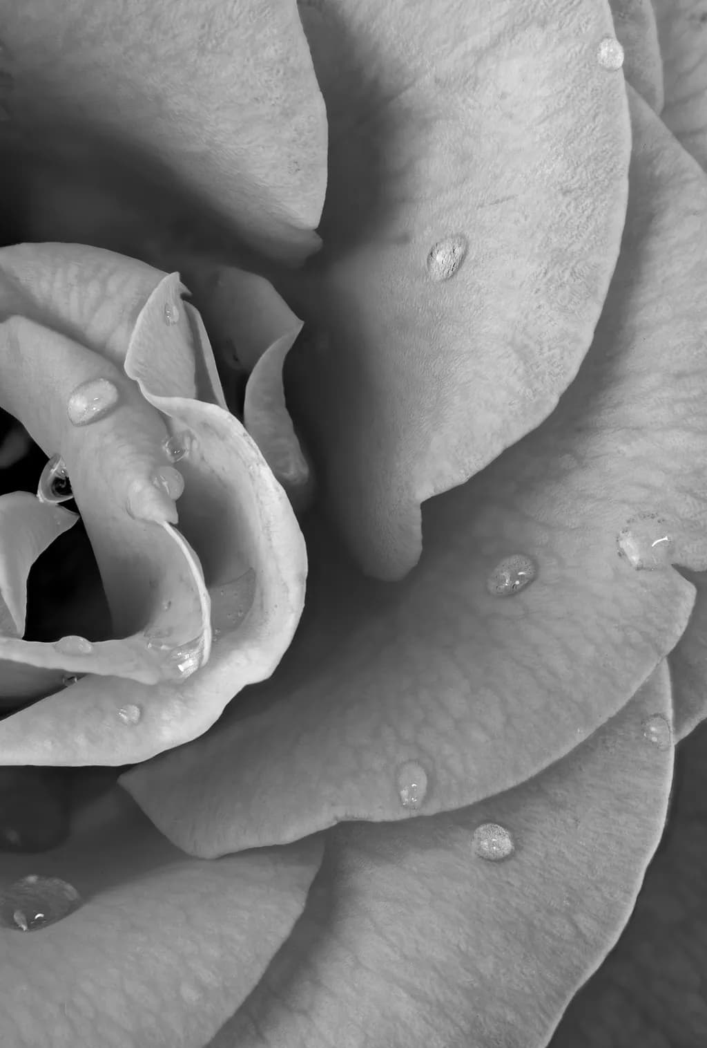 Rose in Black and White