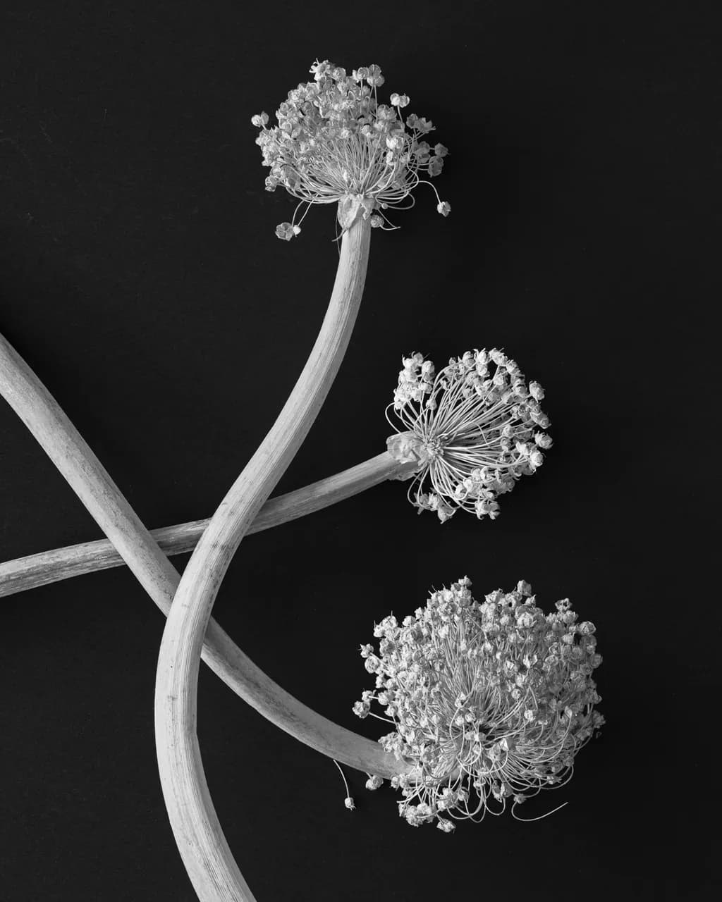 Dried Flower Stems
