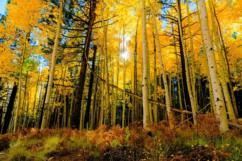 Aspen Glow