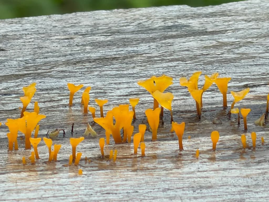 Orange Fungi Growth