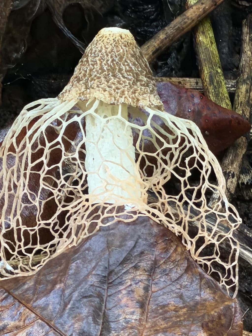 Lattice Mushroom