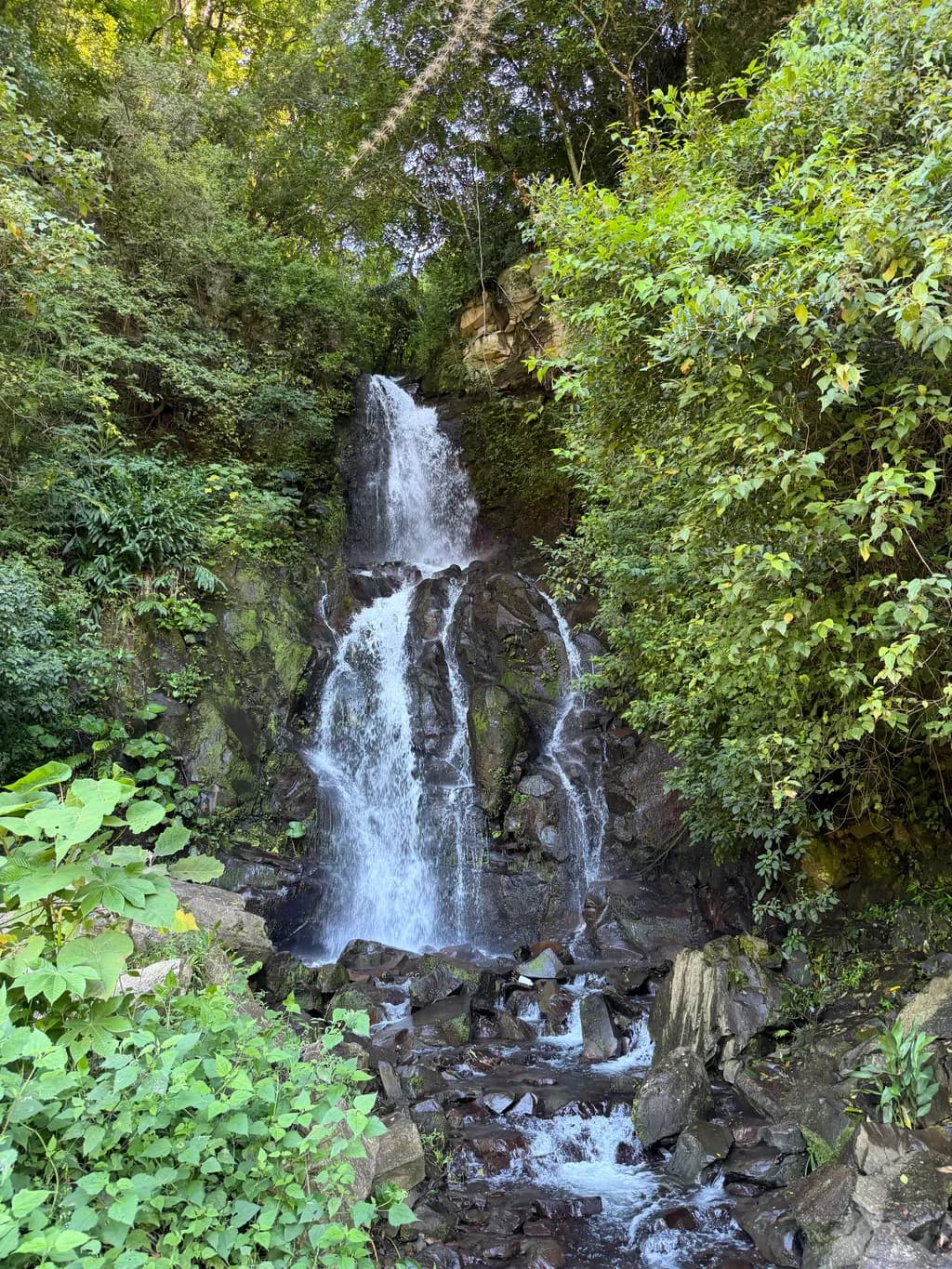 Forest Waterfall Cascade