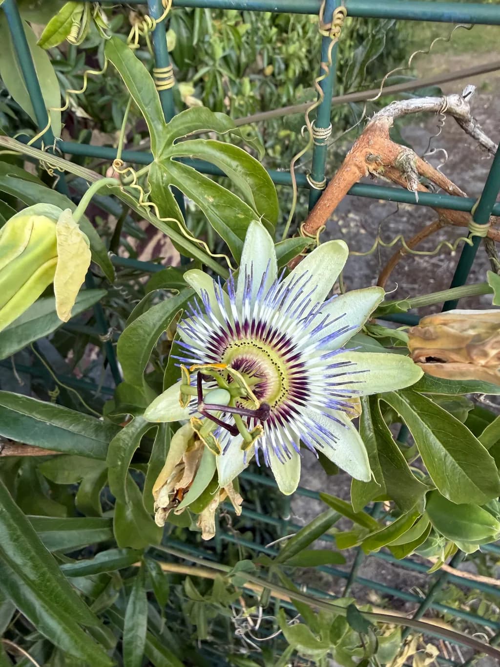 Passionflower Bloom