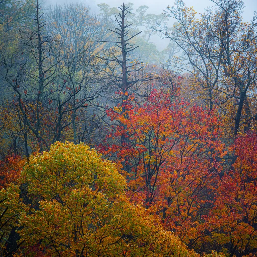 Whispers of Autumn: A Misty Forest Embrace in Vibrant Foliage