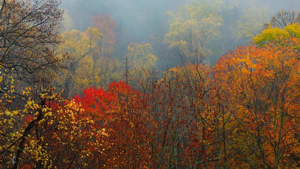 Whispers of Autumn: A Journey Through the Vibrant Tapestry of Fall Foliage