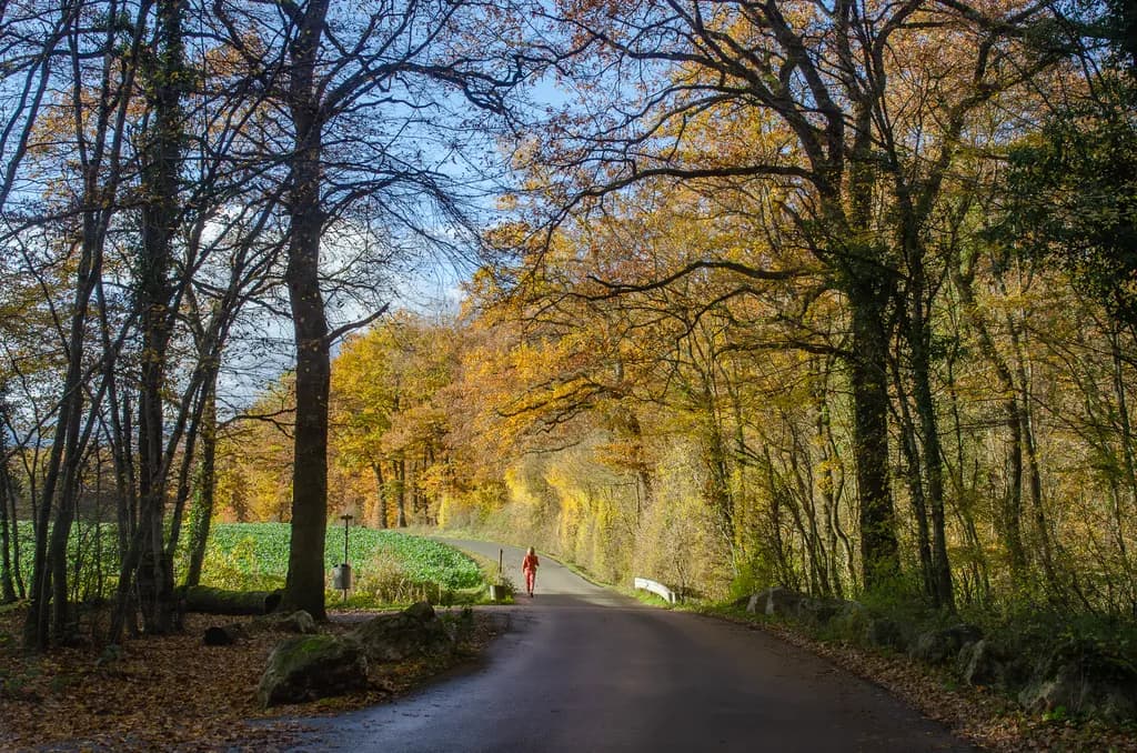 Autumn Pathway