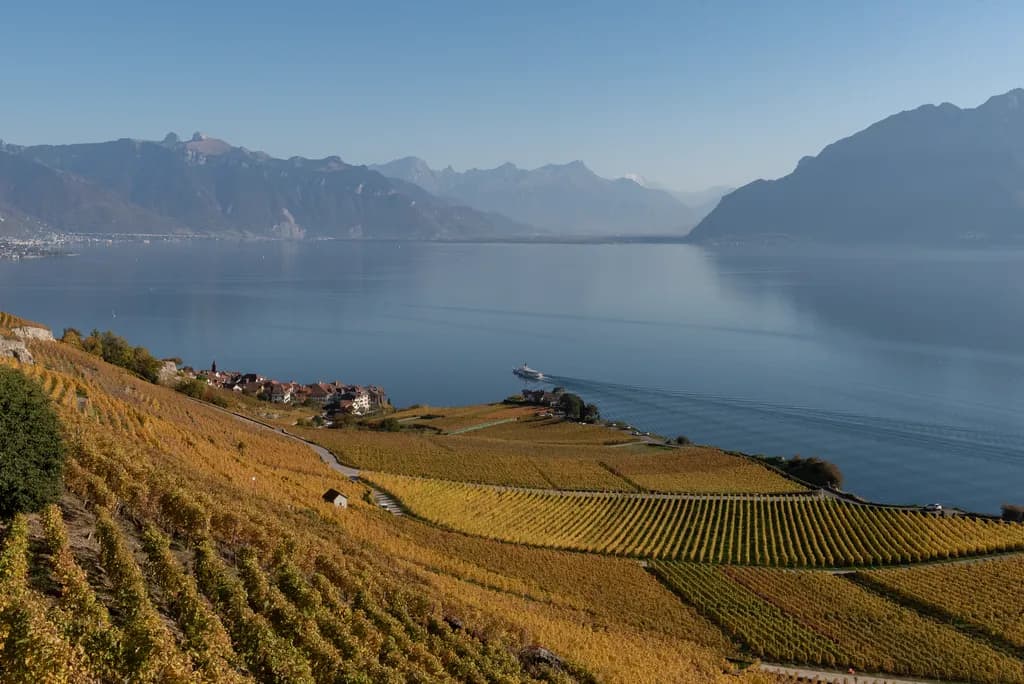 Autumn Vineyard Serenity