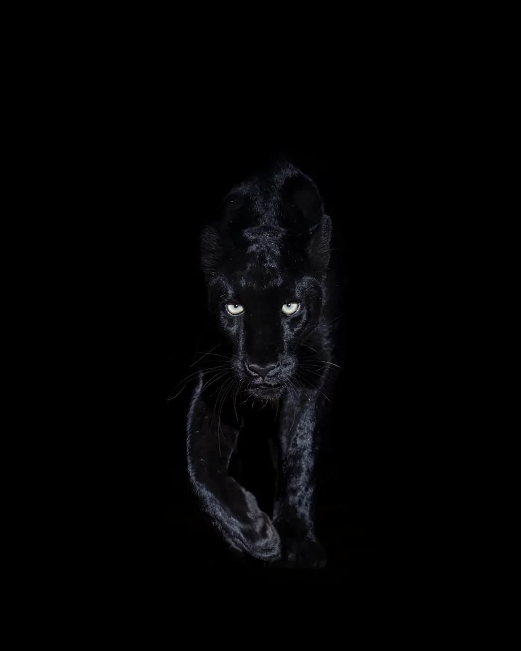 Whispers of the Night: The Enigmatic Black Panther in Motion