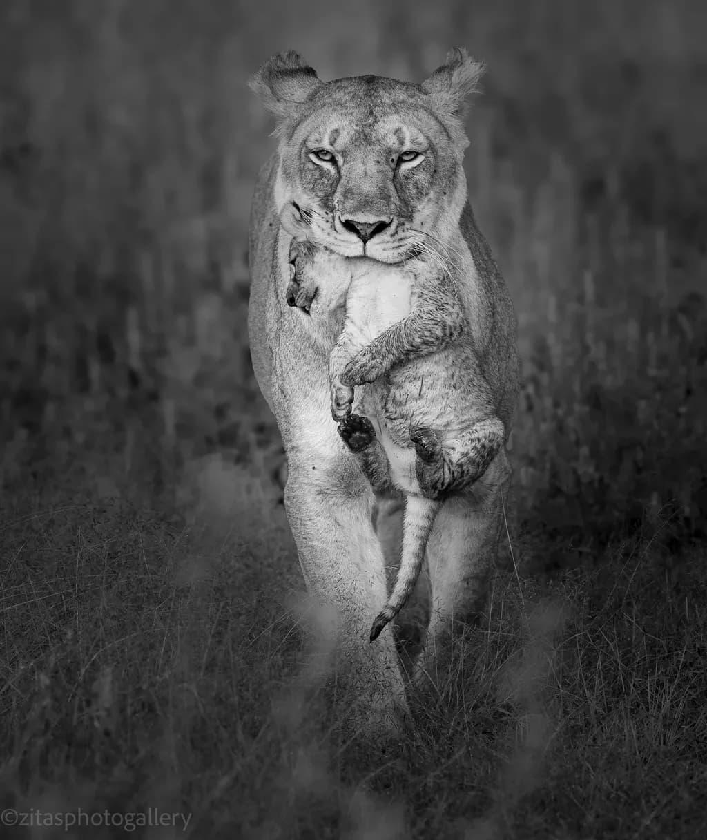 Tender Embrace: A Lioness and Her Cub in the Heart of the Serengeti