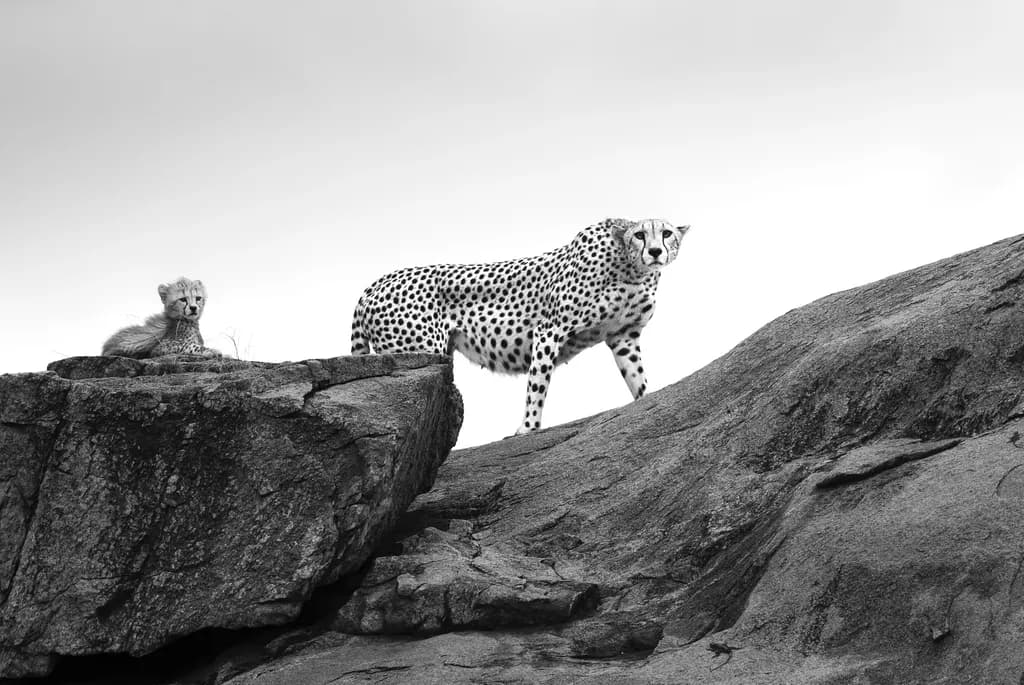 Cheetah's Watch: A Heartfelt Encounter with Nature's Grace in the Serengeti