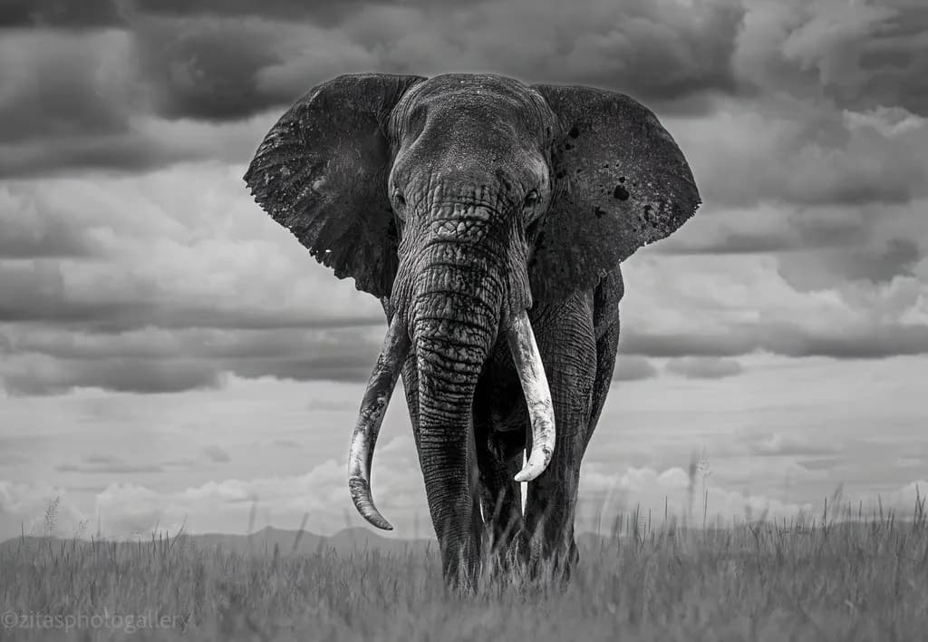 Majestic Guardian of the Savannah: A Black-and-White Tribute to the Elephant's Grace