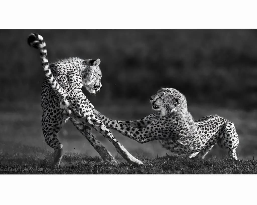 Cheetah Chase: A Dynamic Dance of Nature in Black and White