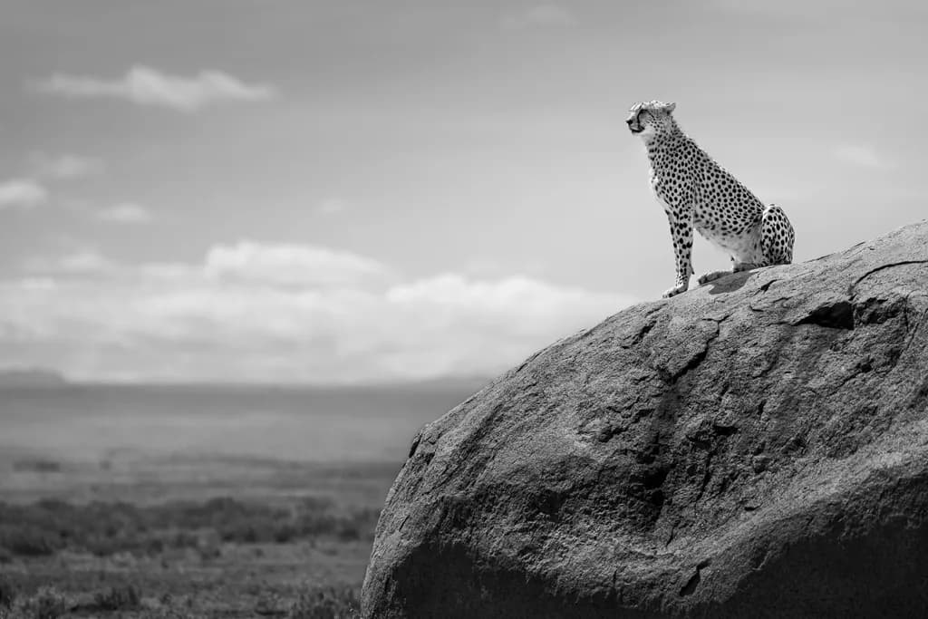 Majestic Watcher: A Cheetah's Solitude in the Serengeti's Embrace