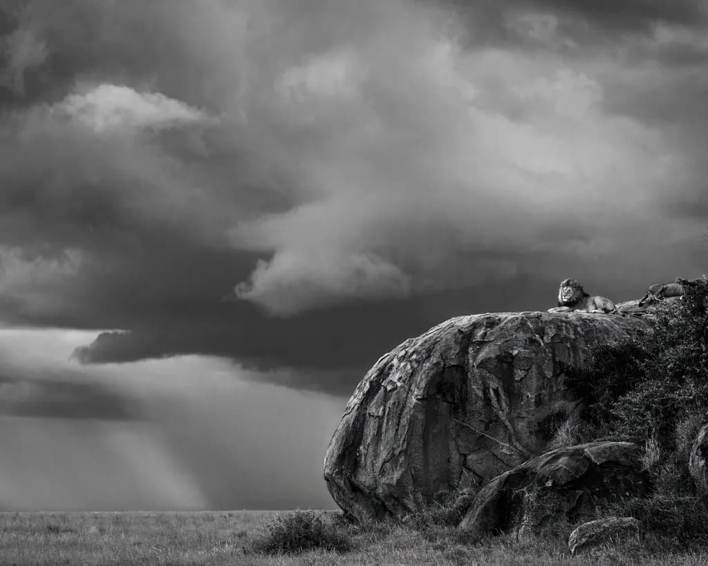 Majestic Guardian of the Serengeti: A Black and White Tribute to Nature's Kings