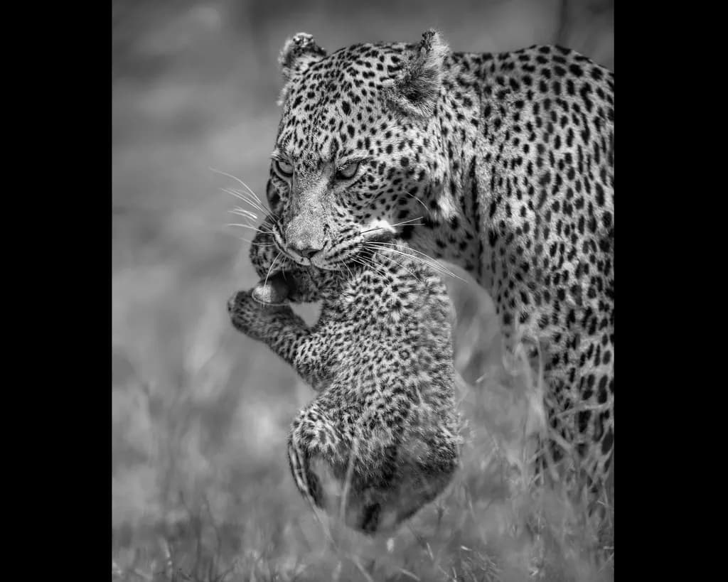 Embrace of the Wild: A Maternal Leopard's Love in Black and White