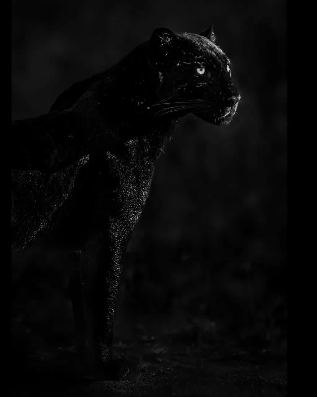 Whispers of the Night: A Graceful Black Feline in Shadowed Profile