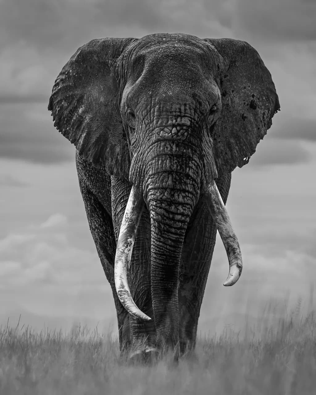 Majestic Presence: The Heart of the African Elephant in Monochrome Artistry