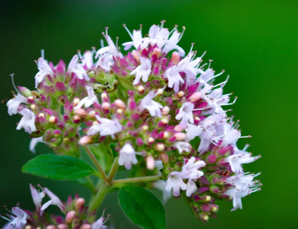 Whispers of Nature: A Close-Up of Delicate Blossoms in Bloom
