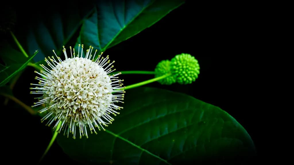 Whispers of Nature: The Enigmatic Beauty of a Flowering Sphere